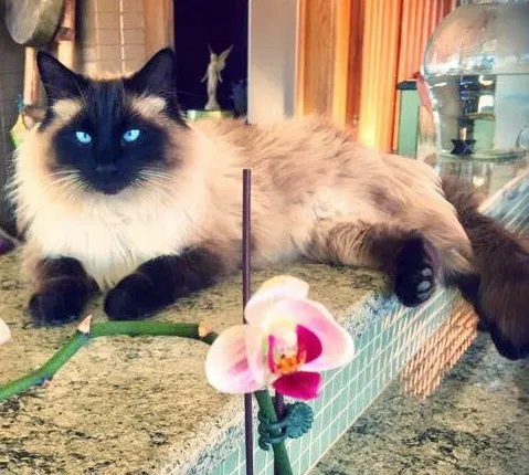 Lost cat in Fort Collins, CO, 80521