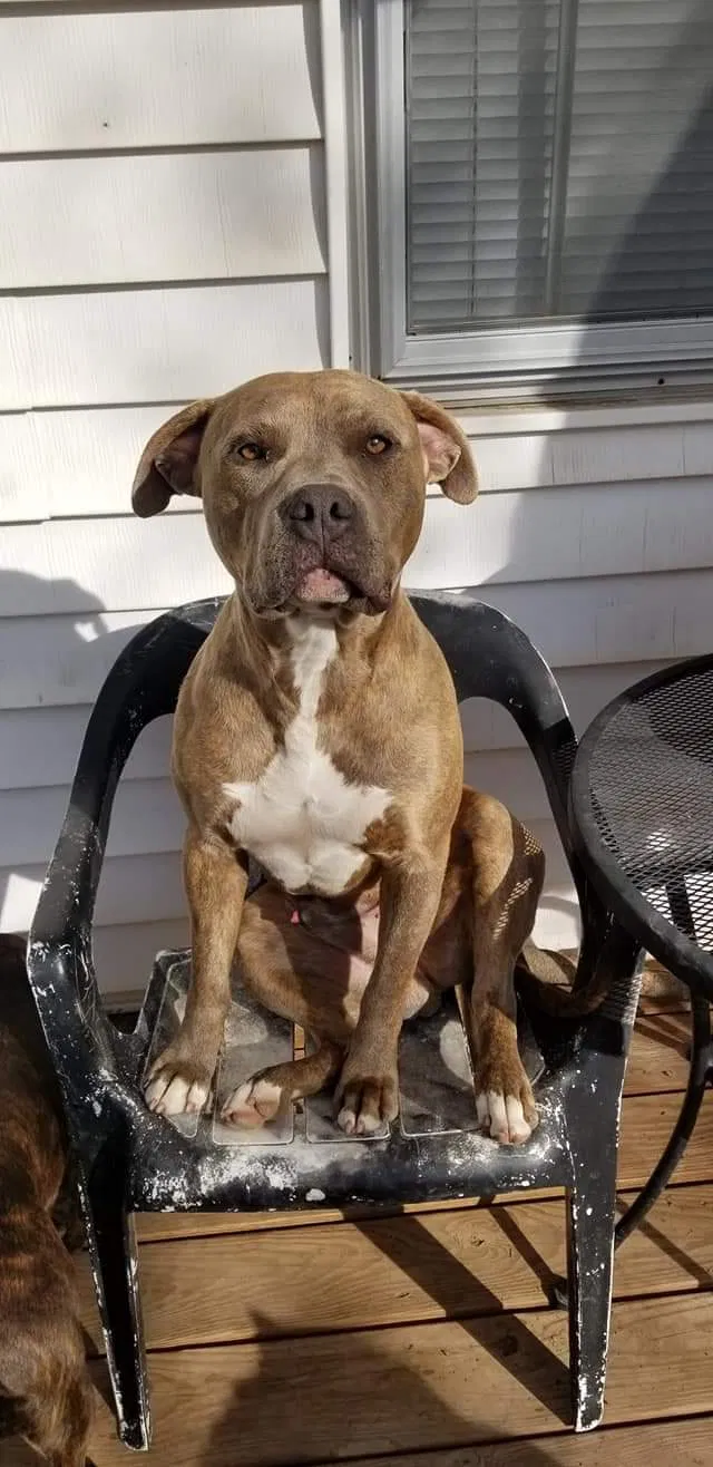 Lost dog in Cheyenne, WY, 82001