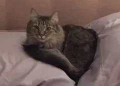 Lost cat in Aurora, CO, 80013