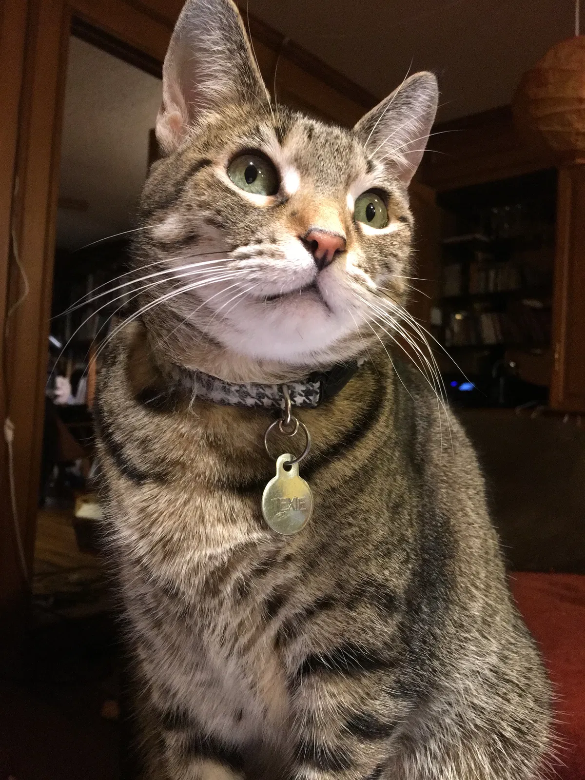 Lost cat in Plano, TX, 75075