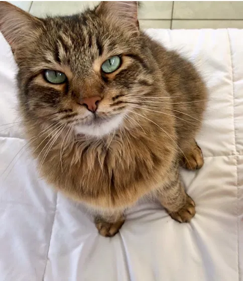 Lost cat in Sacramento, CA, 95822