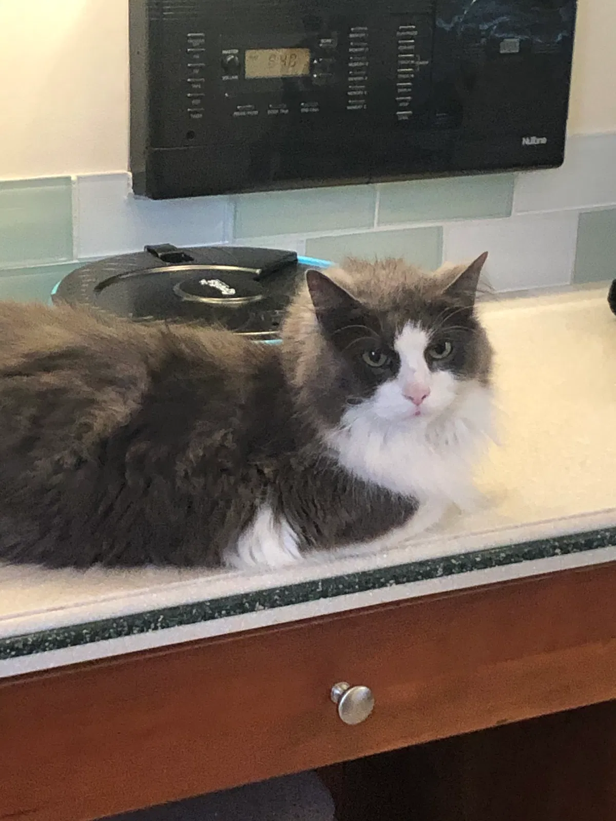 Lost cat in Winston Salem, NC, 27106