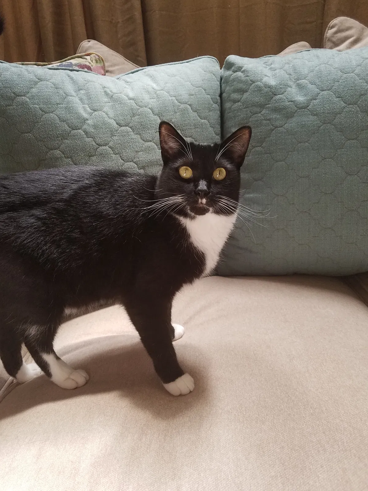 Lost cat in Iron Station, NC, 28080