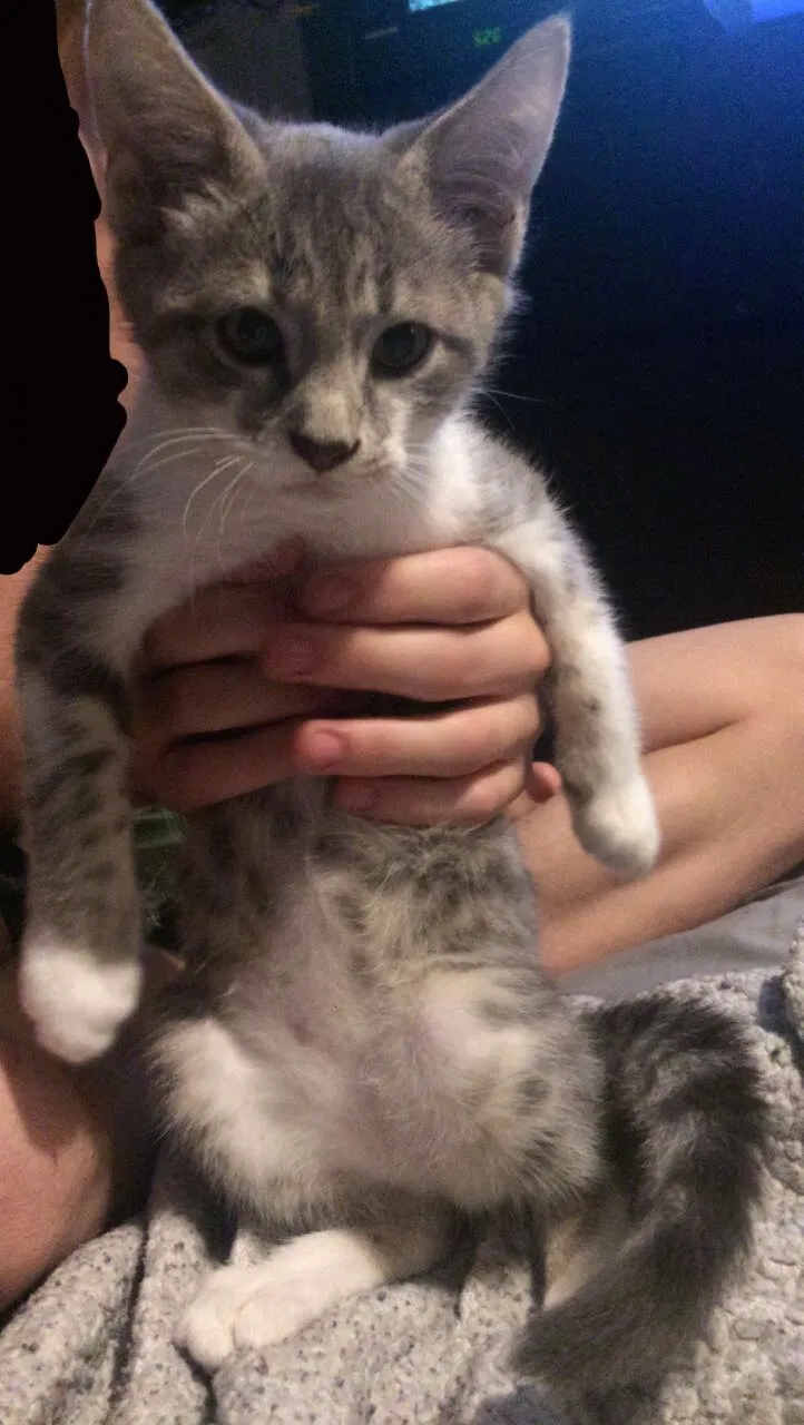 Lost cat in Kannapolis, NC, 28081