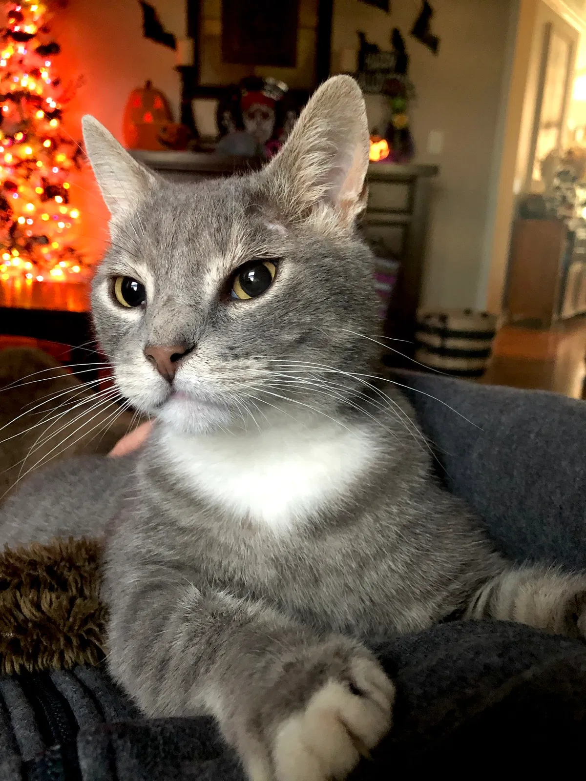 Lost cat in Iron Station, NC, 28080