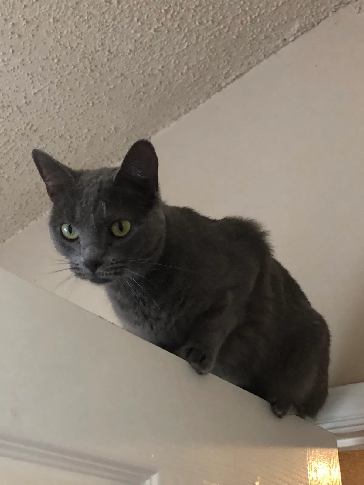 Lost cat in Austin, TX, 78729