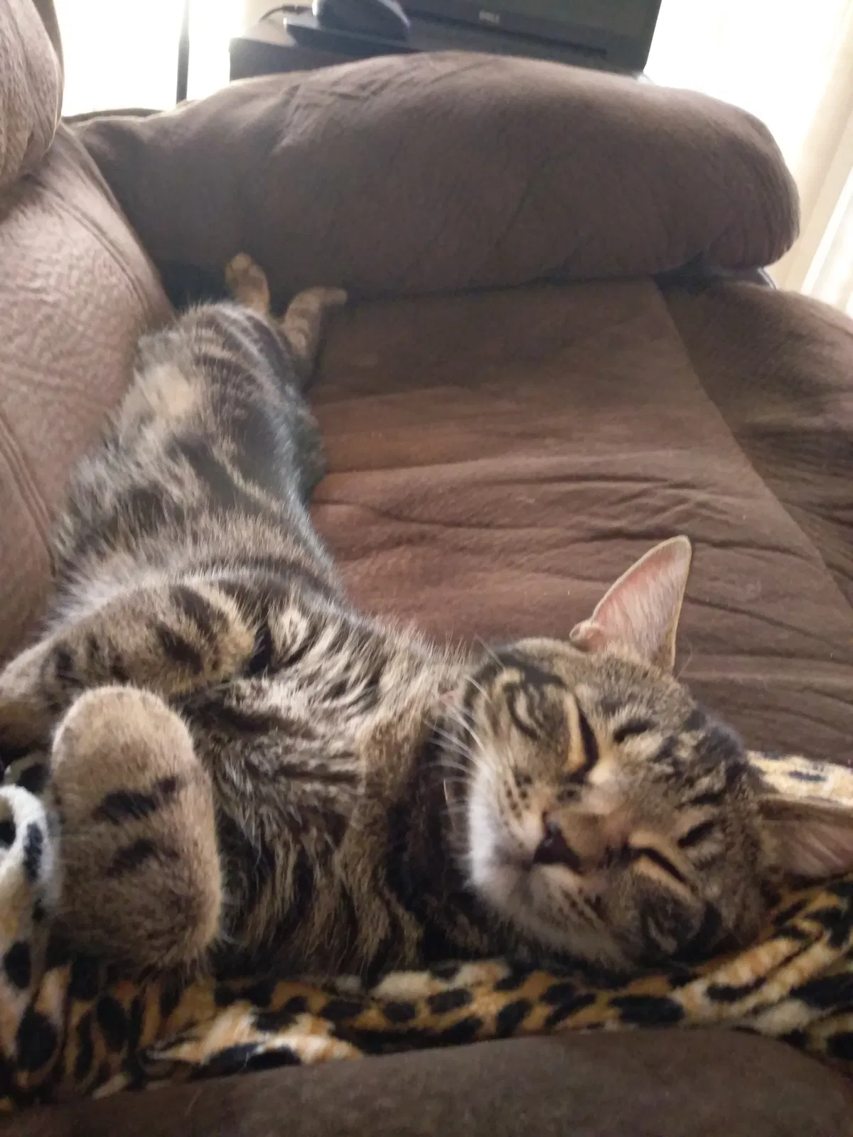 Lost cat in Cape Coral, FL, 33991