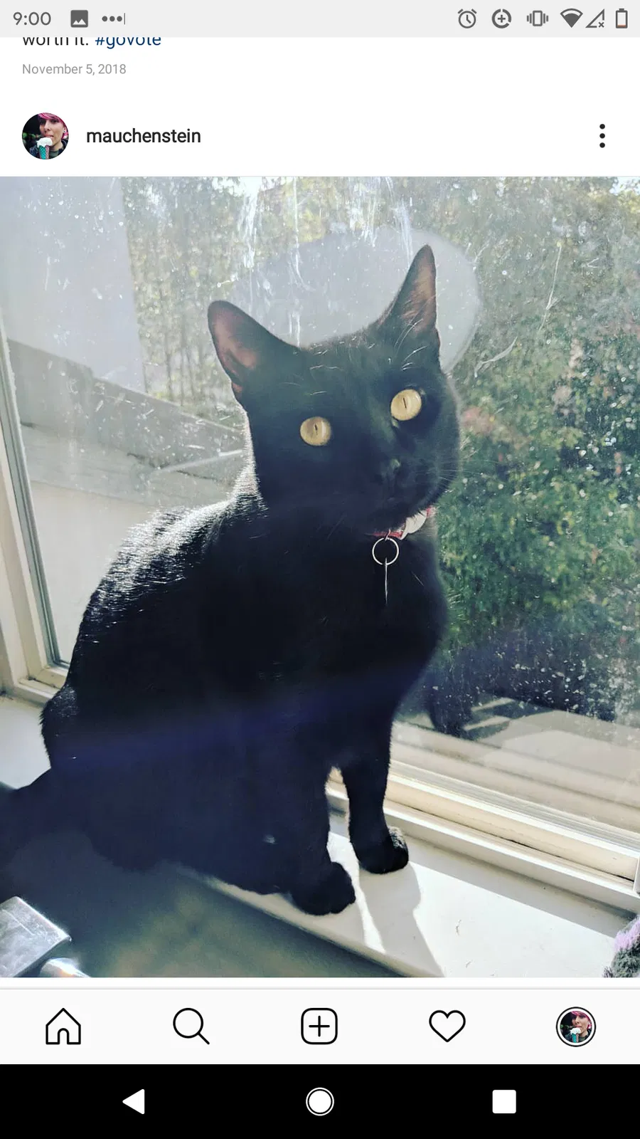 Lost cat in Manteca, CA, 95336