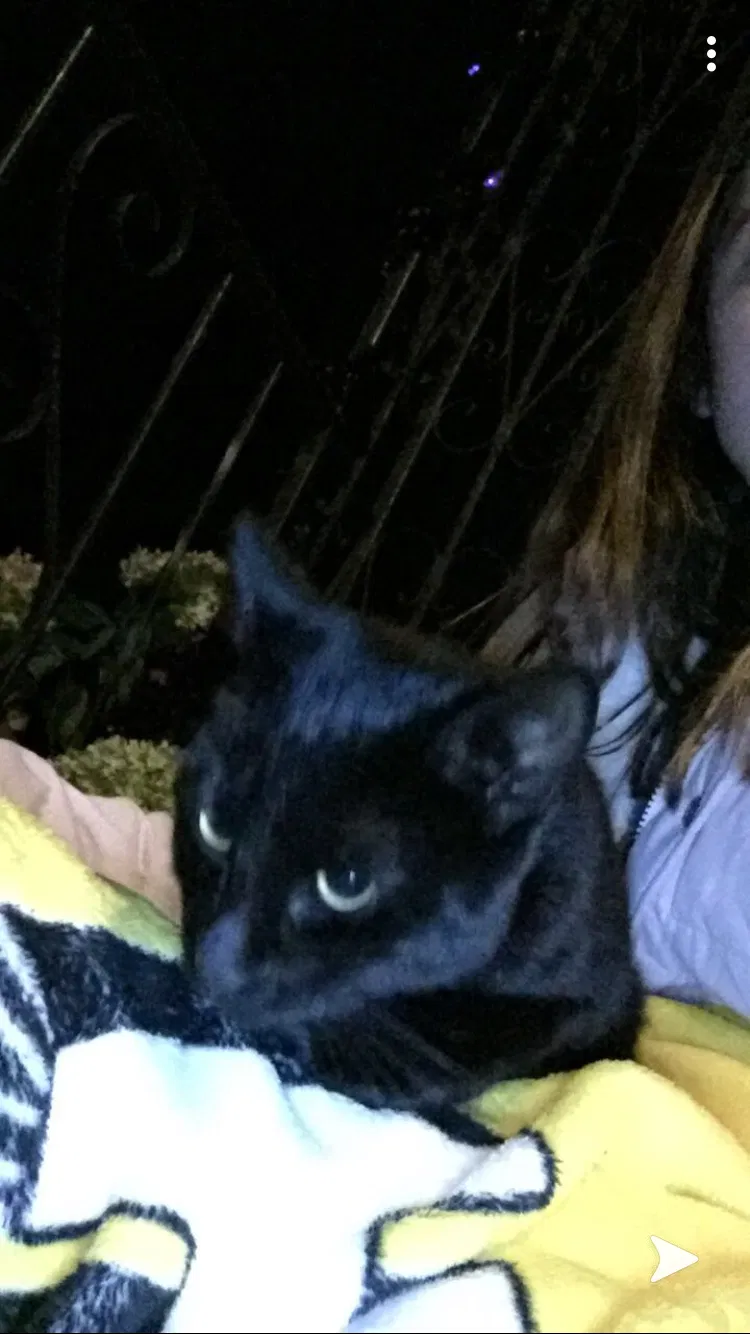 Lost cat in Bay City, MI, 48708