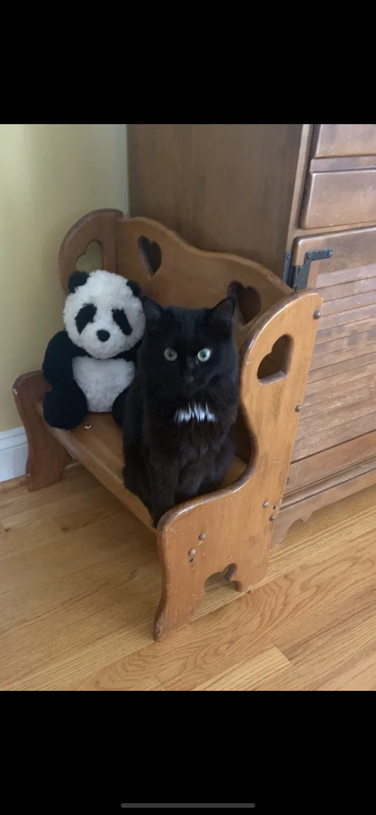 Lost cat in Westminster, MD, 21157