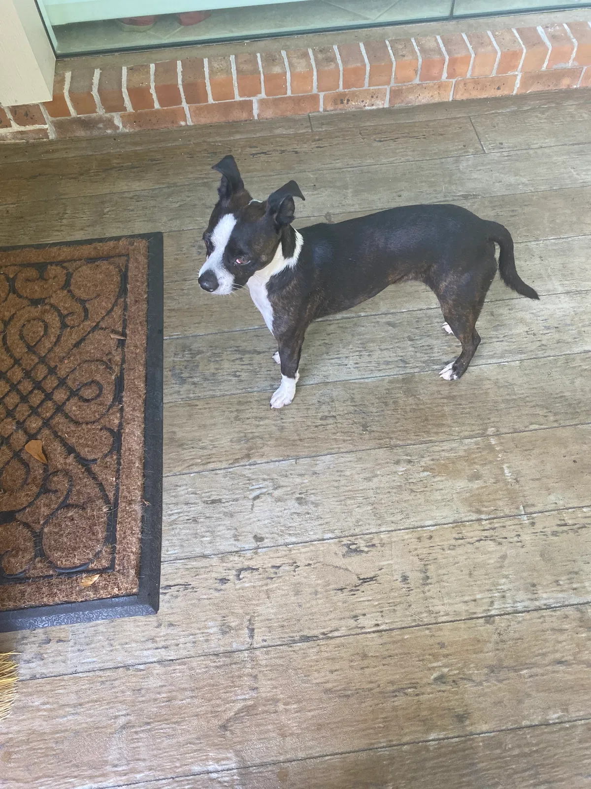 Found dog in Marrero, LA, 70072