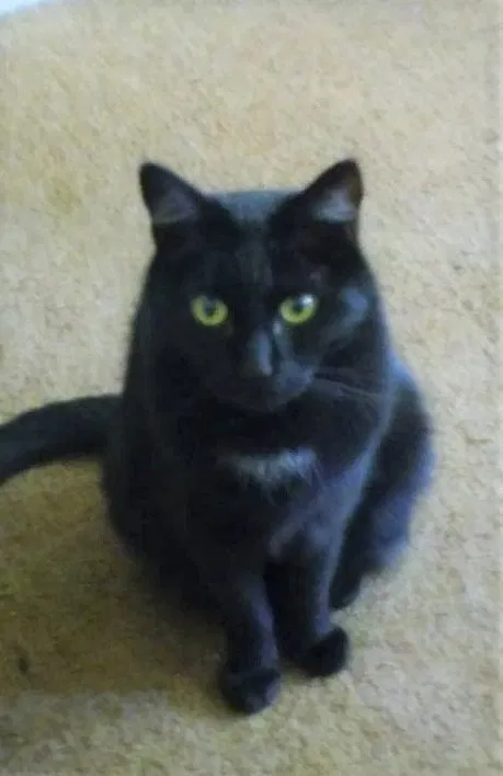 Lost cat in Tucson, AZ, 85719