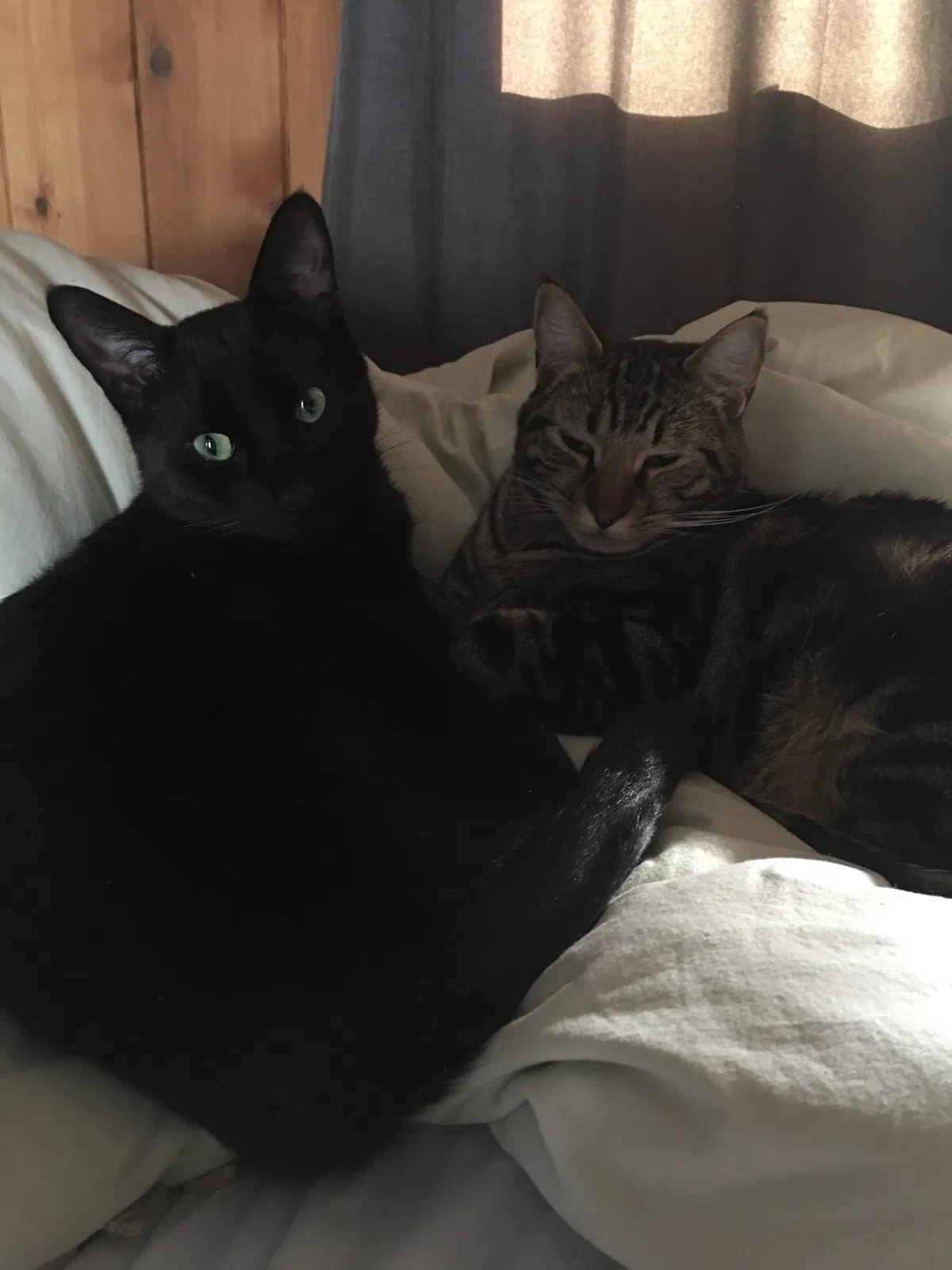 Lost cat in Gig Harbor, WA, 98335