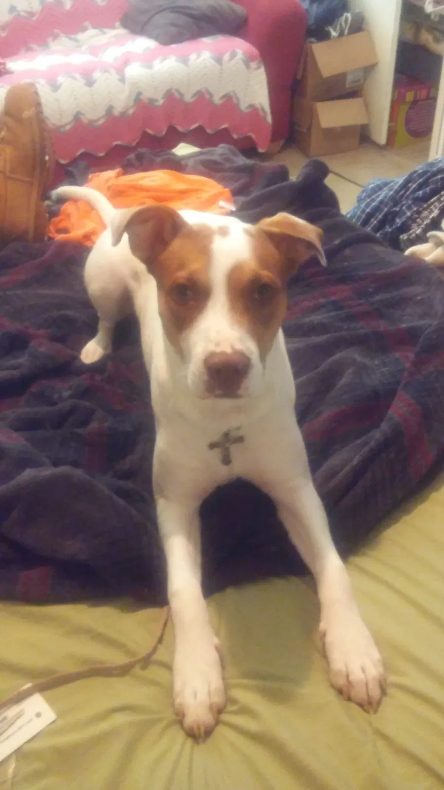 Lost dog in Fayetteville, AR, 72701