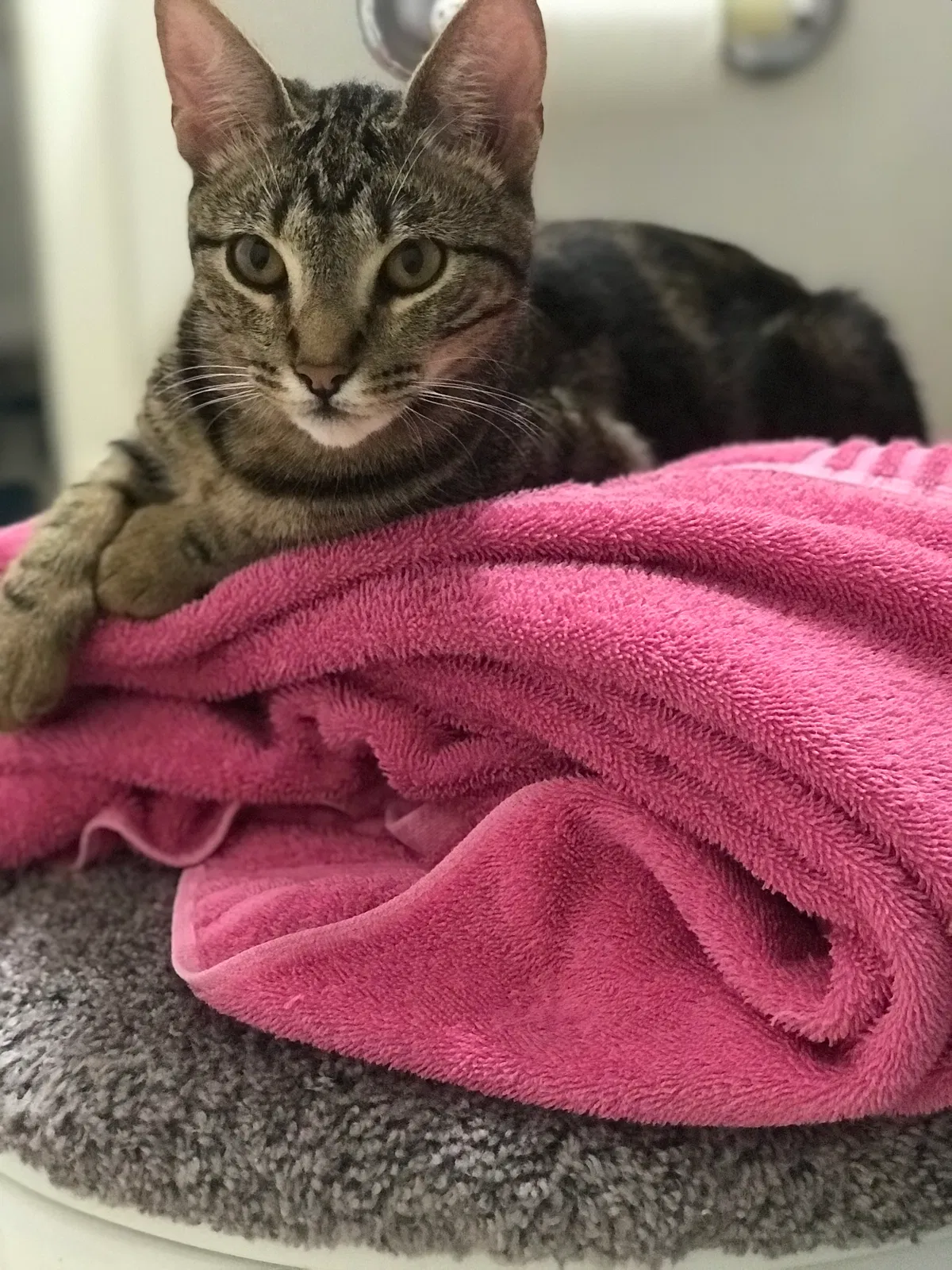 Lost cat in Greenville, TX, 75402