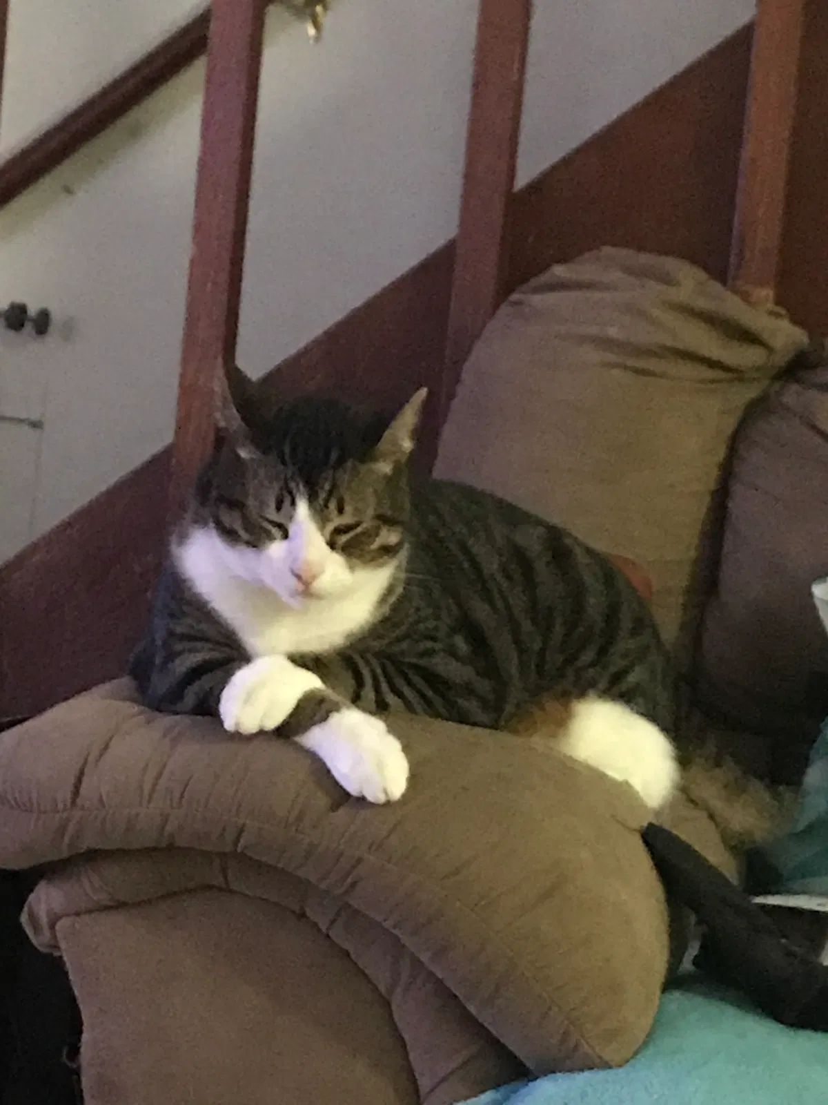 Lost cat in Lynn Haven, FL, 32444