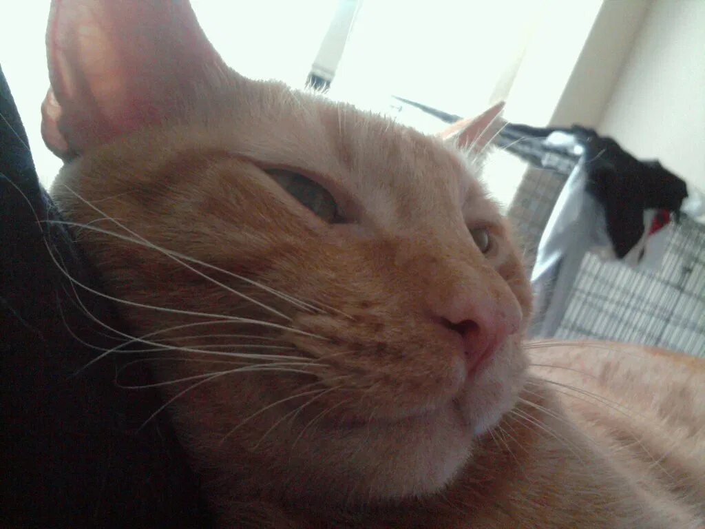 Lost cat in Princeton, TX, 75407