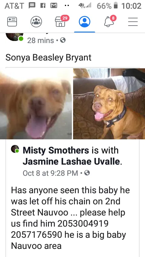 Lost dog in Nauvoo, AL, 35578