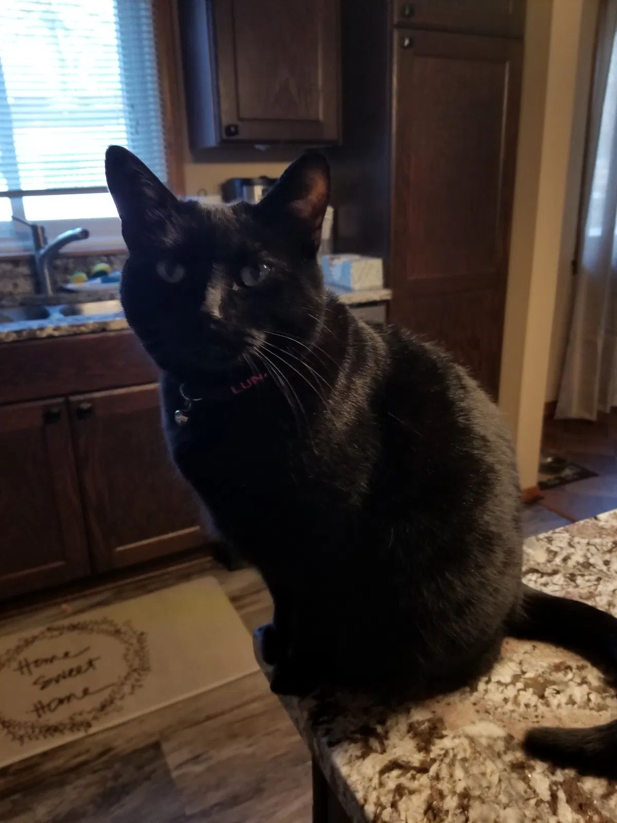 Lost cat in Minneapolis, MN, 55427