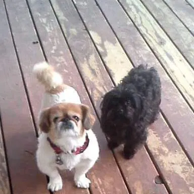 Lost dog in Greeley, CO, 80631