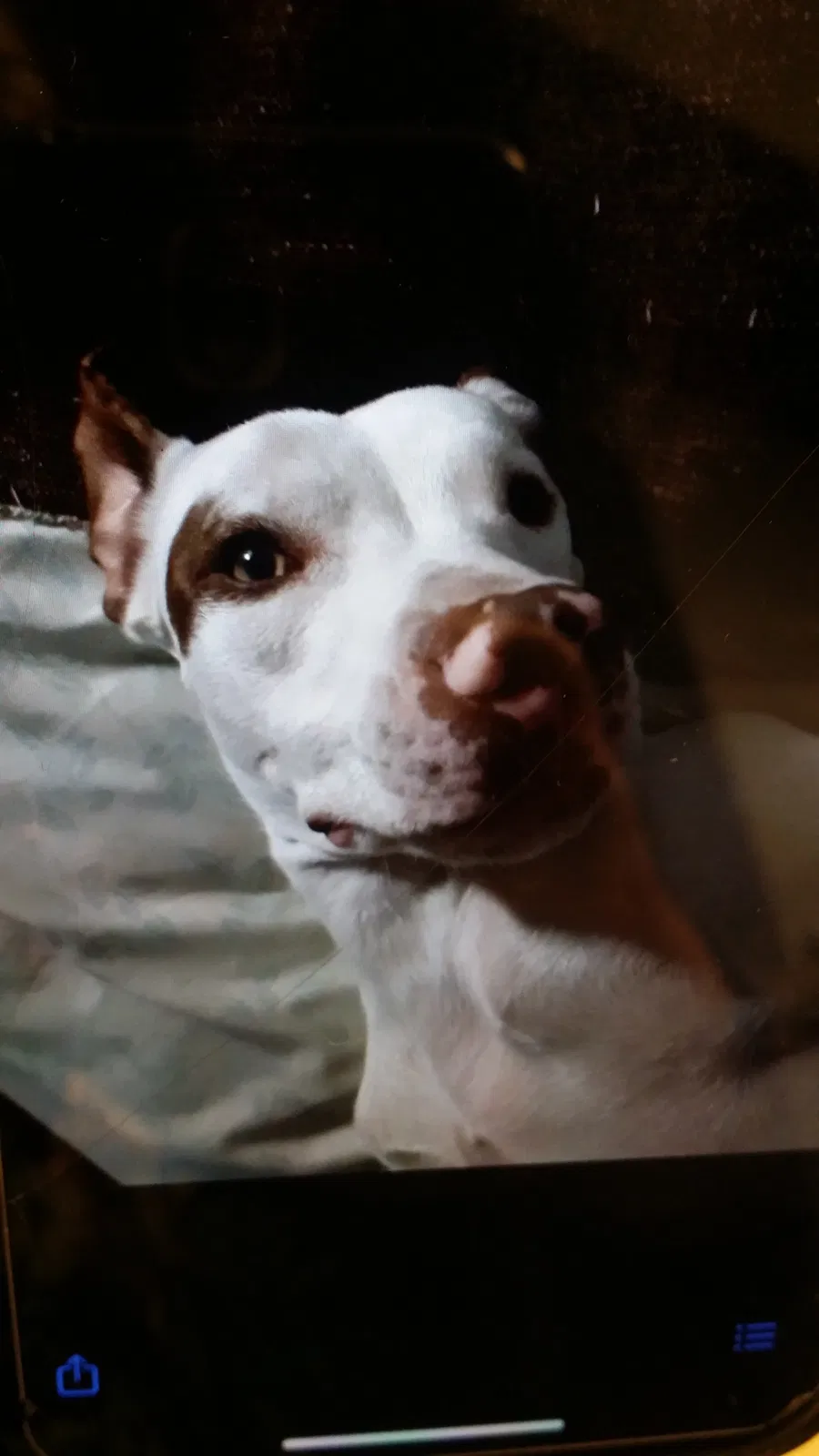 Found dog in Muskegon, MI, 49442