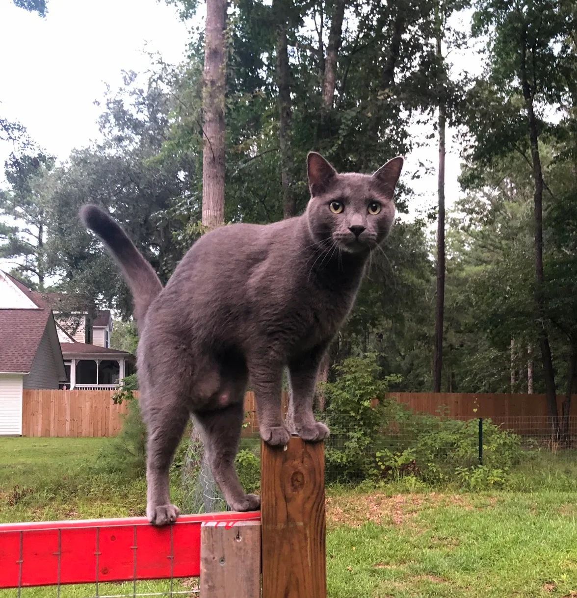 Lost cat in Midway, GA, 31320