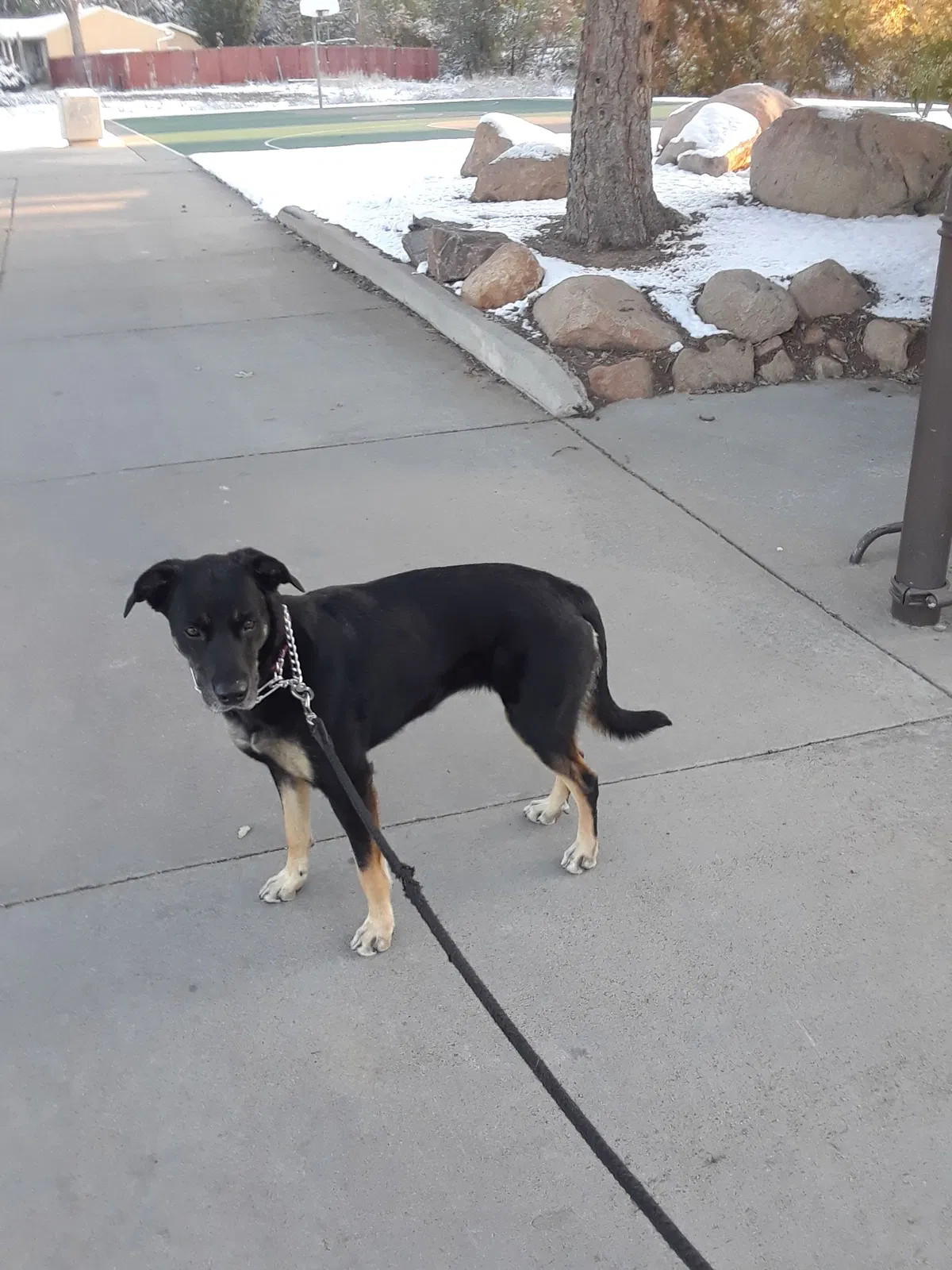 Lost dog in Westminster, CO, 80030