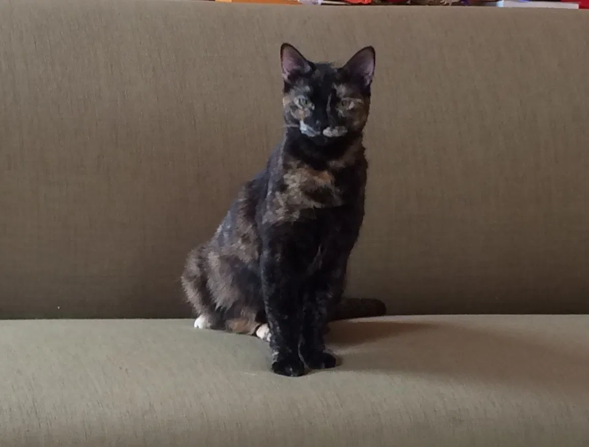 Lost cat in New Orleans, LA, 70118