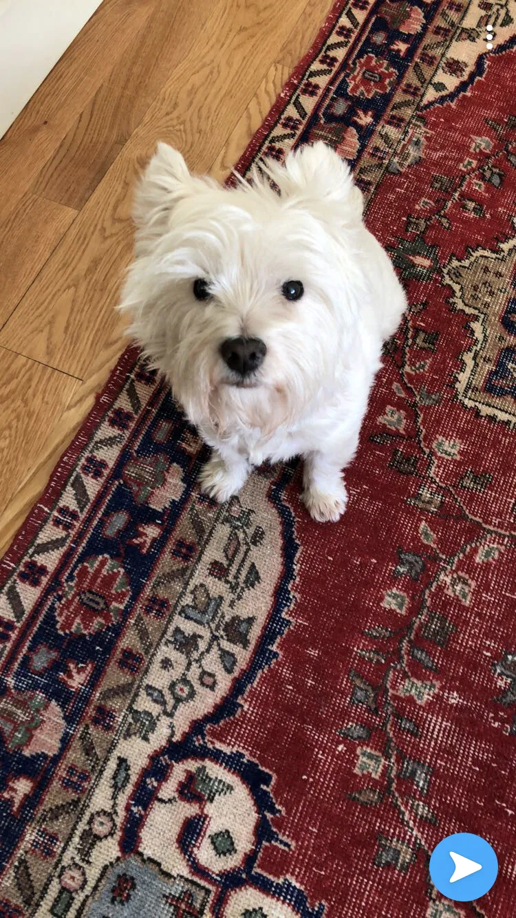 Lost dog in Colbert, WA, 99005