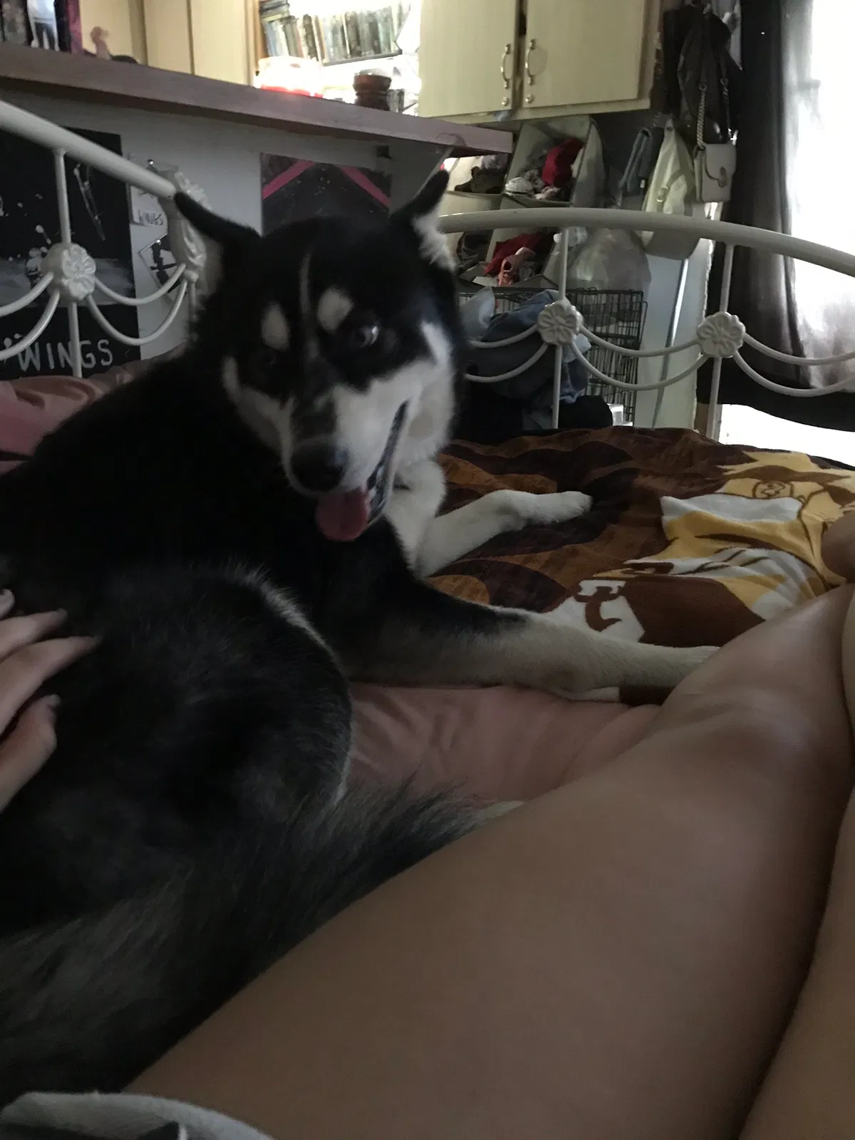 Lost dog in Lumberton, TX, 77657