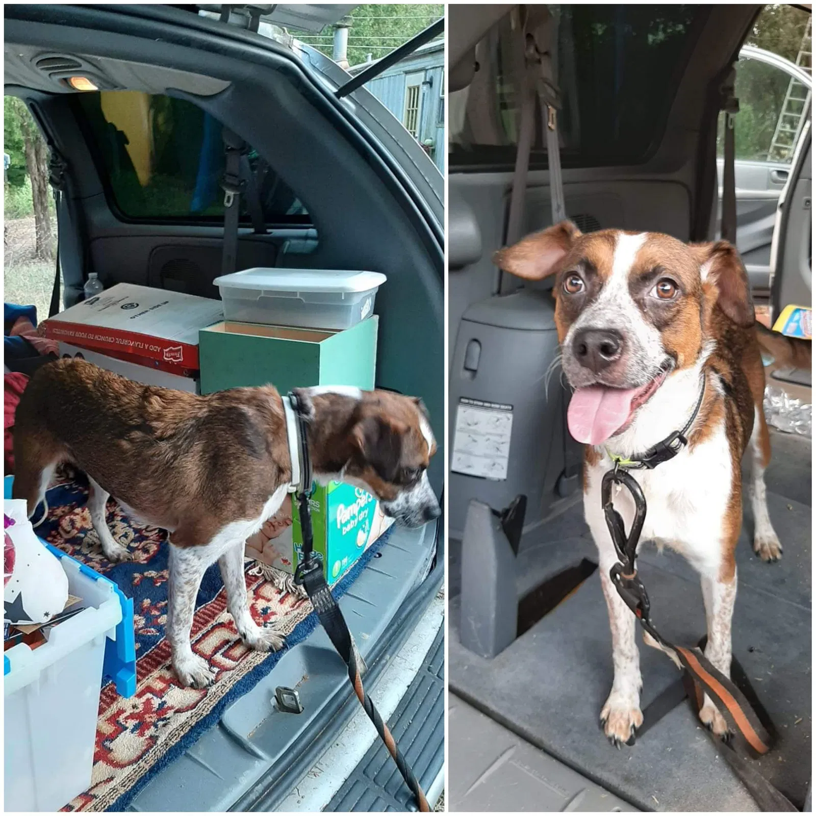 Lost dog in Maryville, TN, 37803