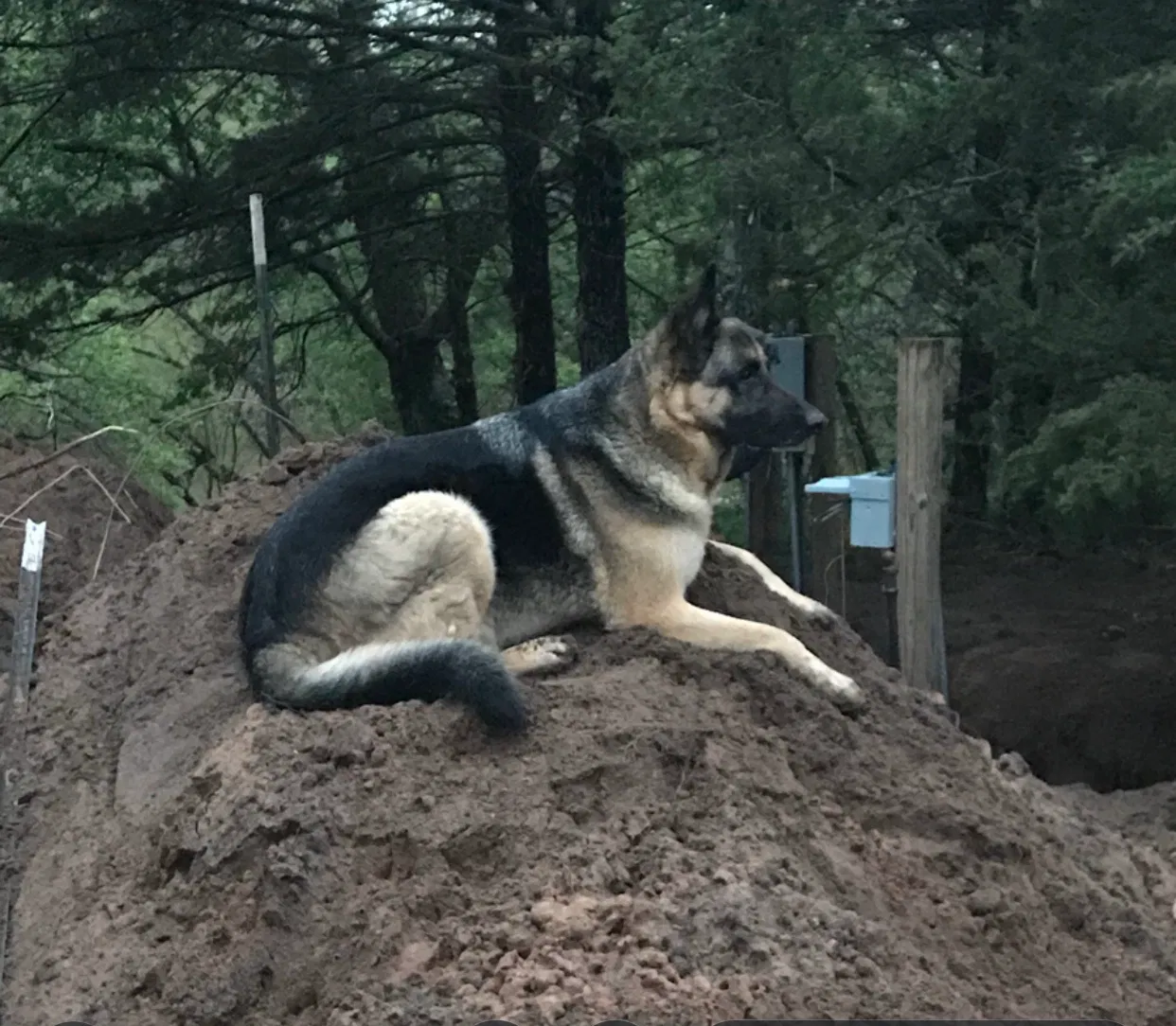 Lost dog in Peck, KS, 67120