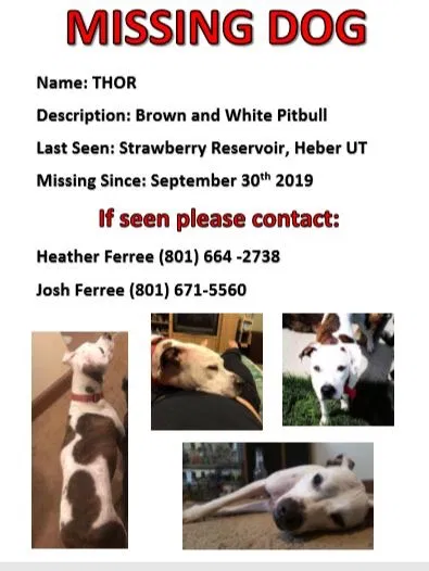 Lost dog in Heber City, UT, 84032