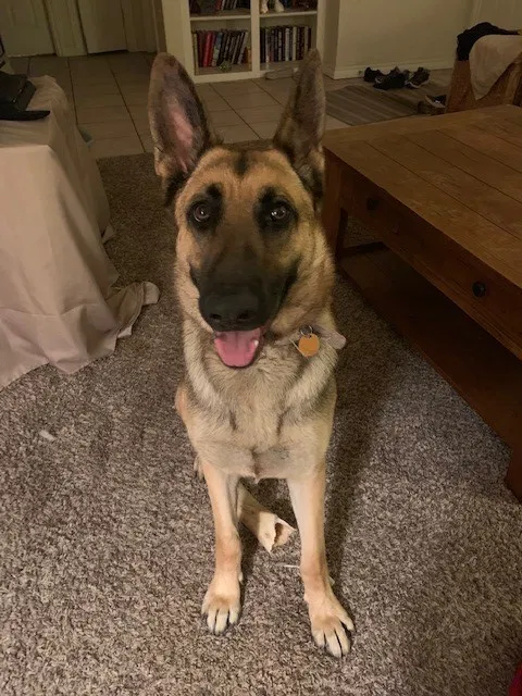 Lost dog in Oklahoma City, OK, 73107