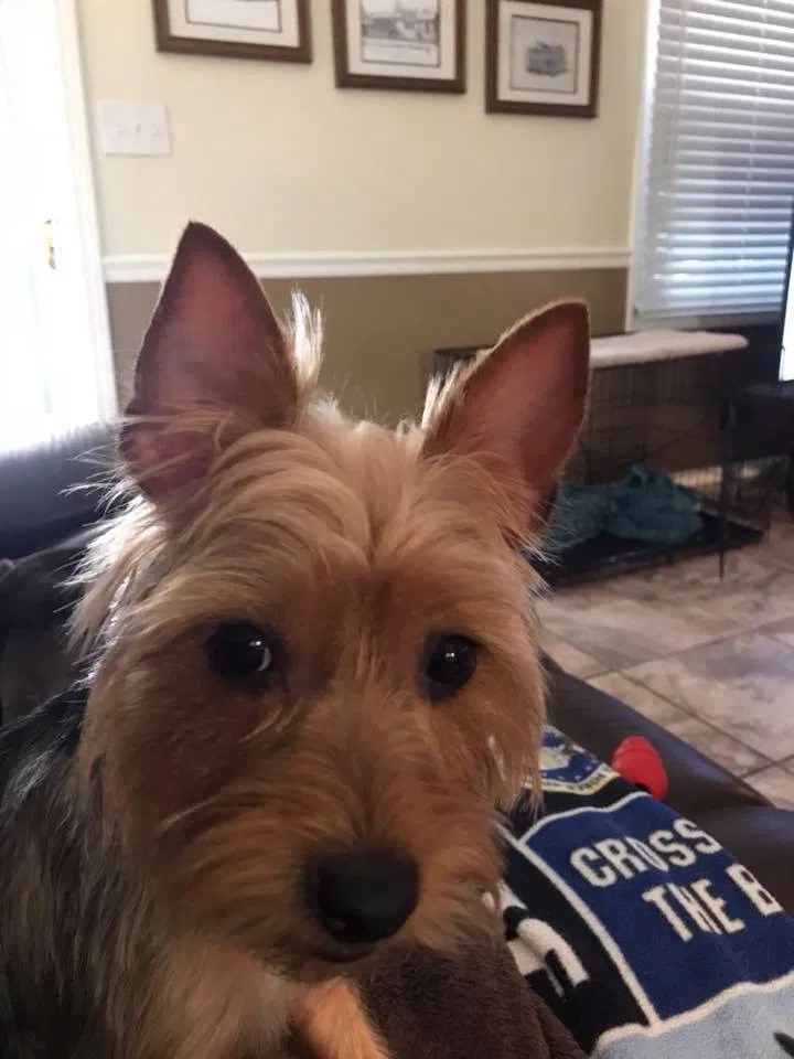 Lost dog in Burgaw, NC, 28425