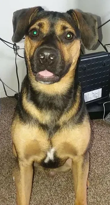 Lost dog in Cleveland, OH, 44102
