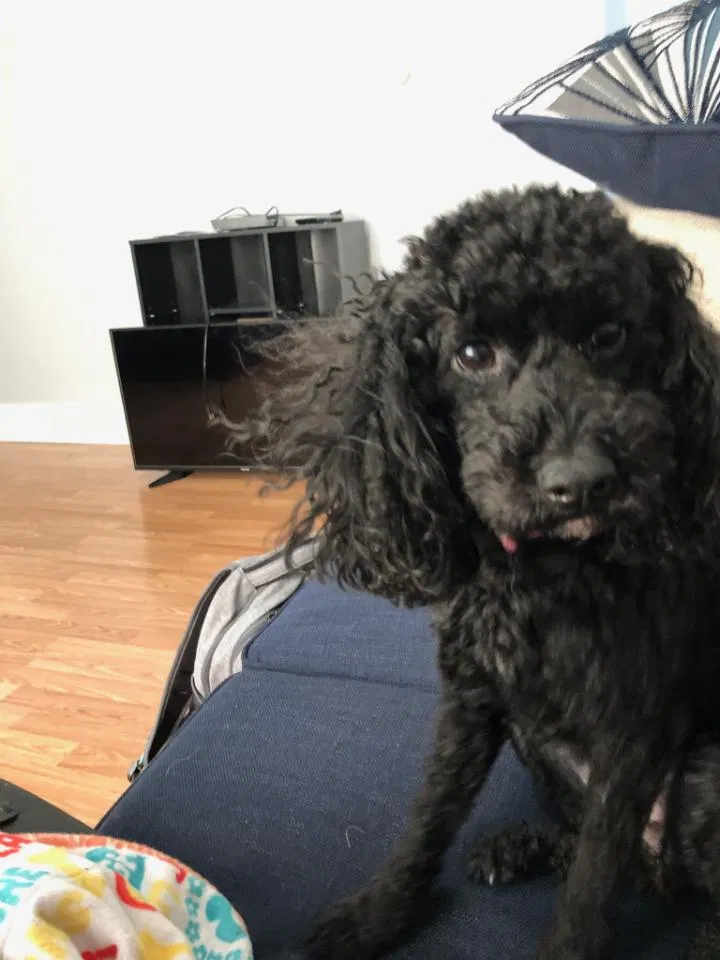 Lost dog in Beech Grove, IN, 46107
