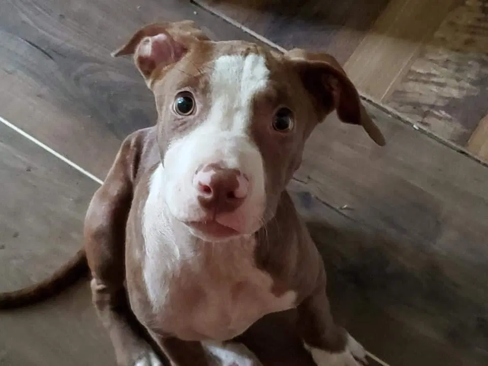 Lost dog in Ellisville, MS, 39437