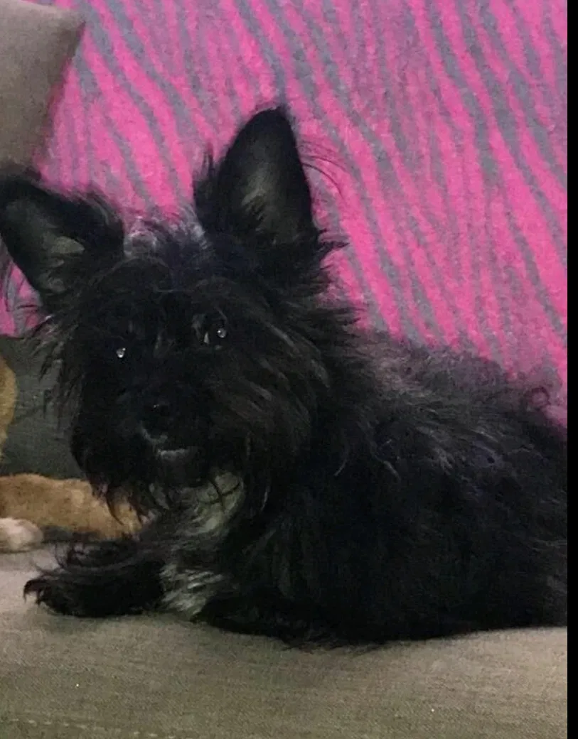 Lost dog in Deltona, FL, 32738