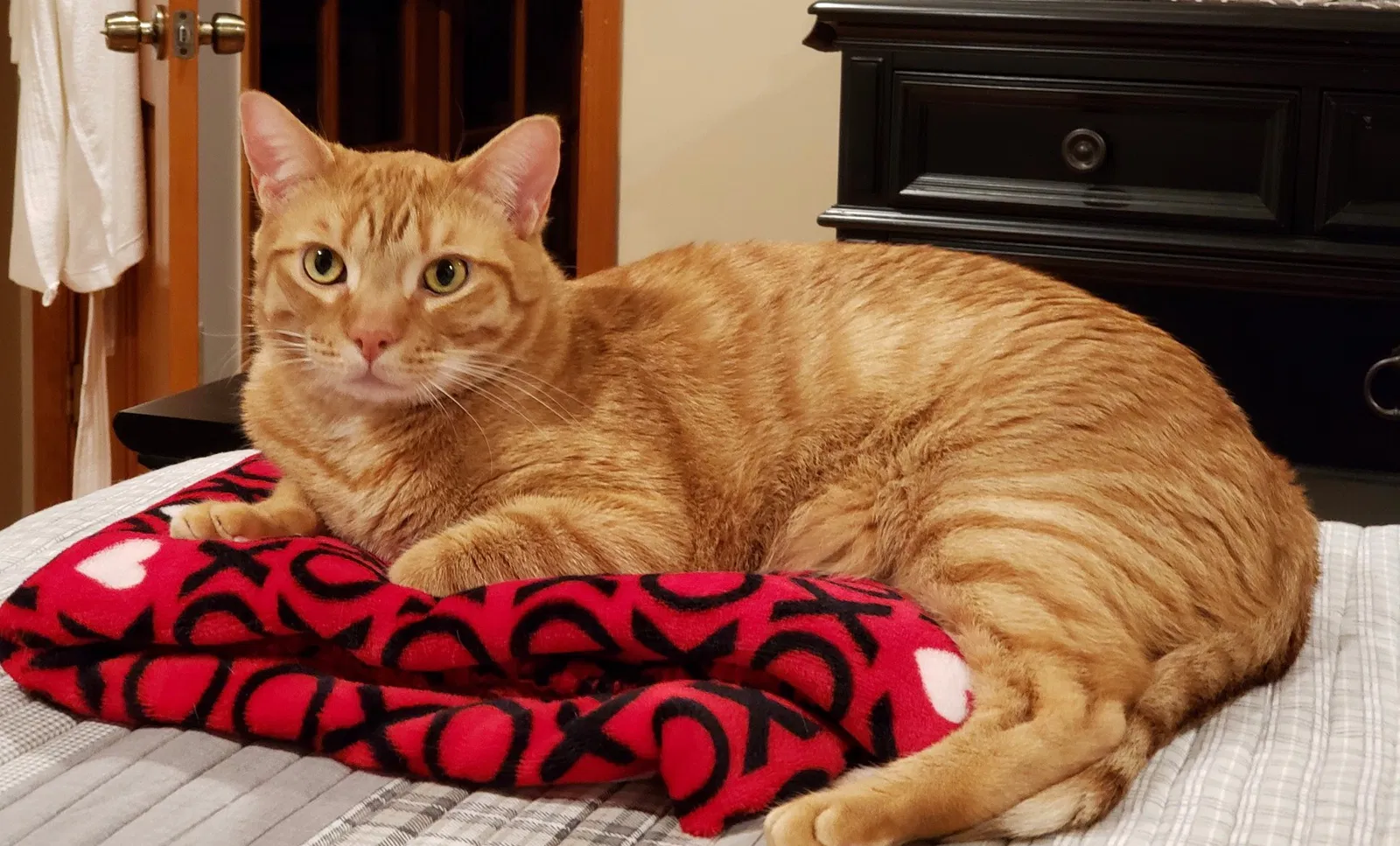 Lost cat in West Palm Beach, FL, 33412