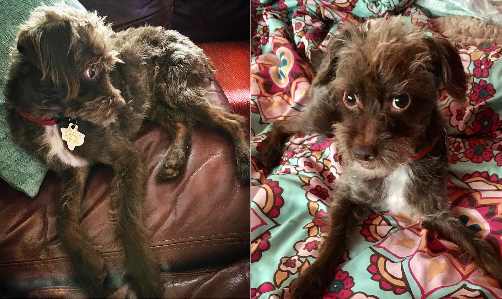 Lost dog in Orange, TX, 77630