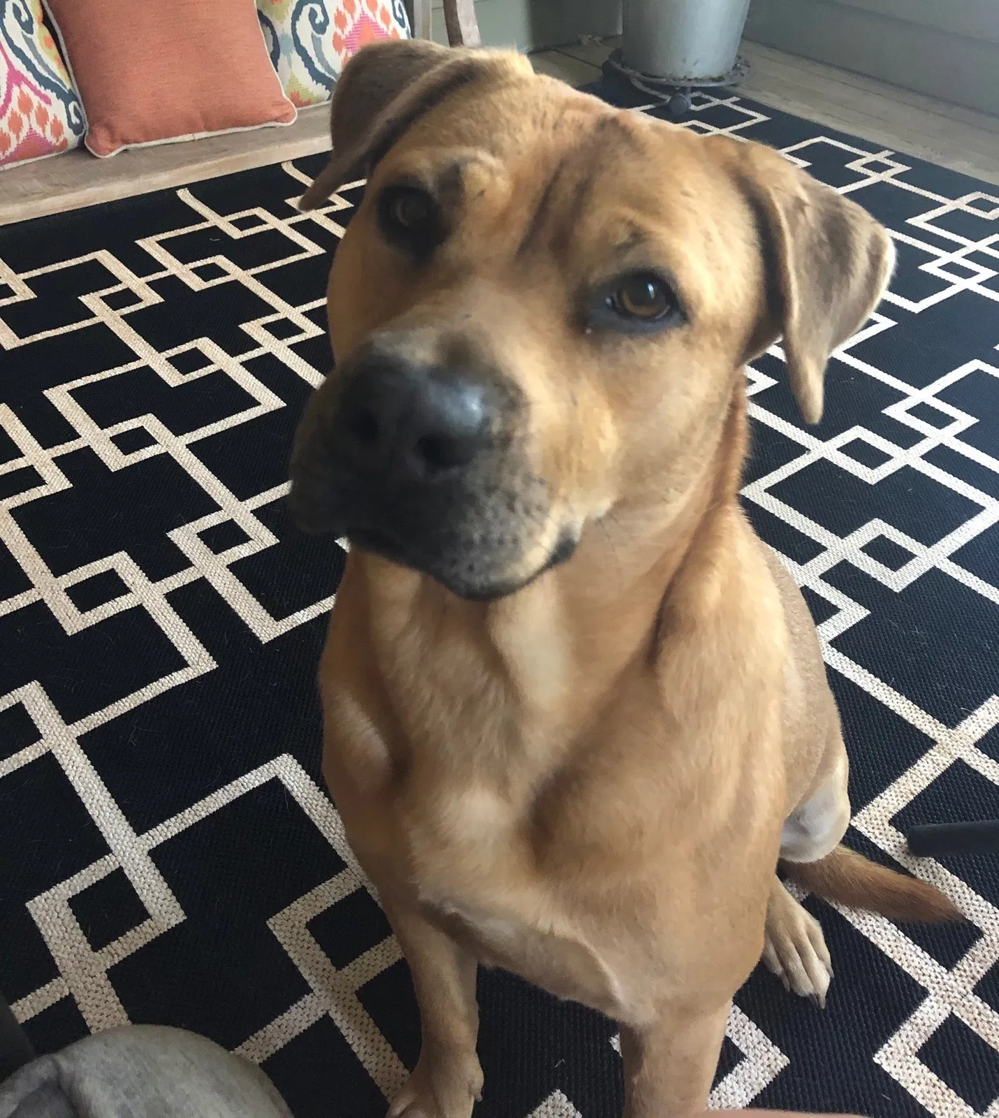 Lost dog in Knoxville, TN, 37934