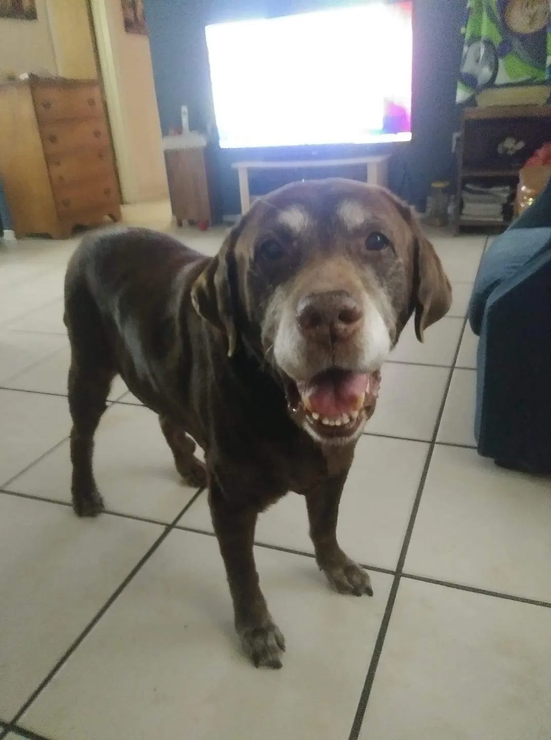 Lost dog in New Port Richey, FL, 34653