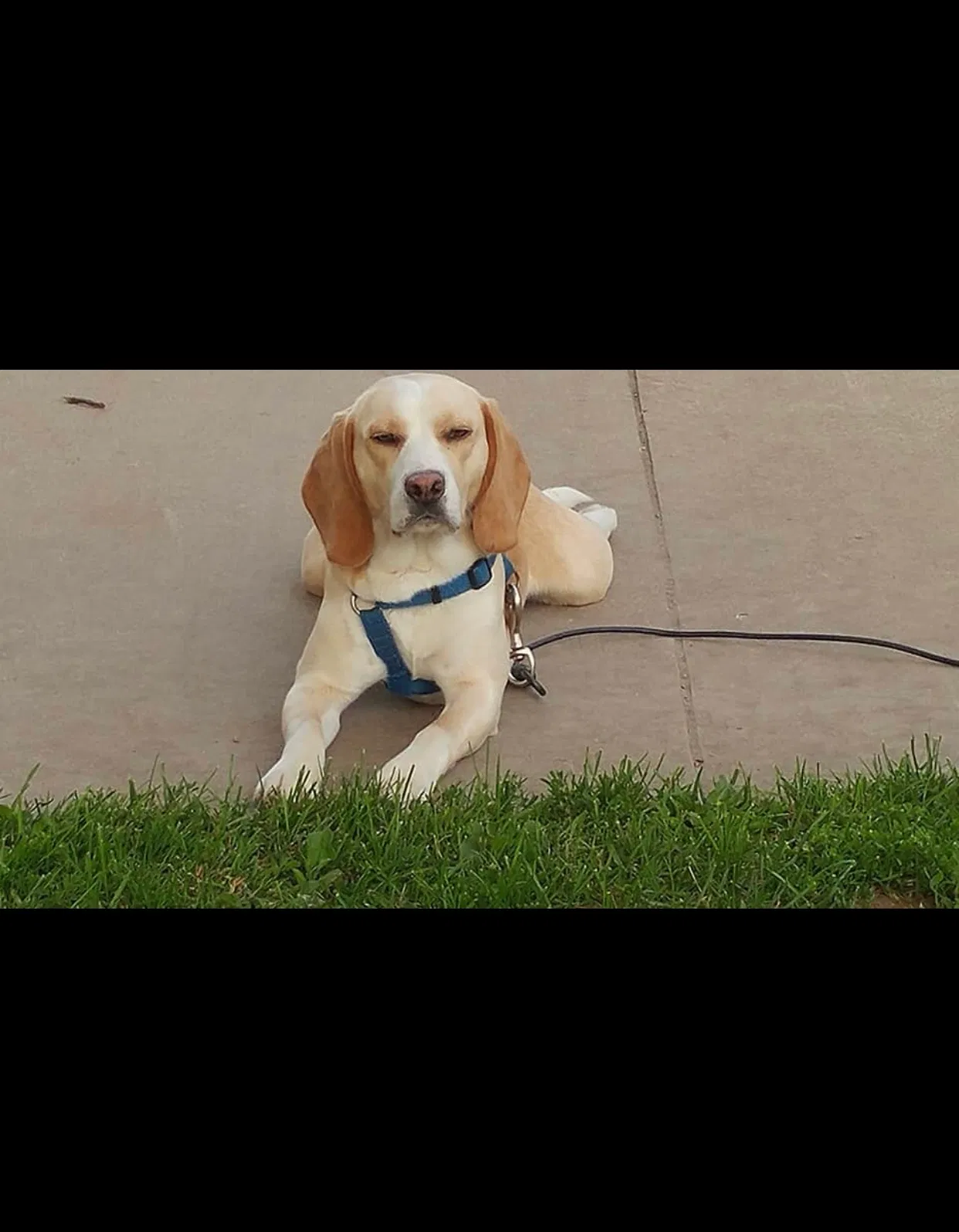Lost dog in Ravenna, MI, 49451