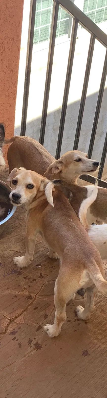Lost dog in Laredo, TX, 78043