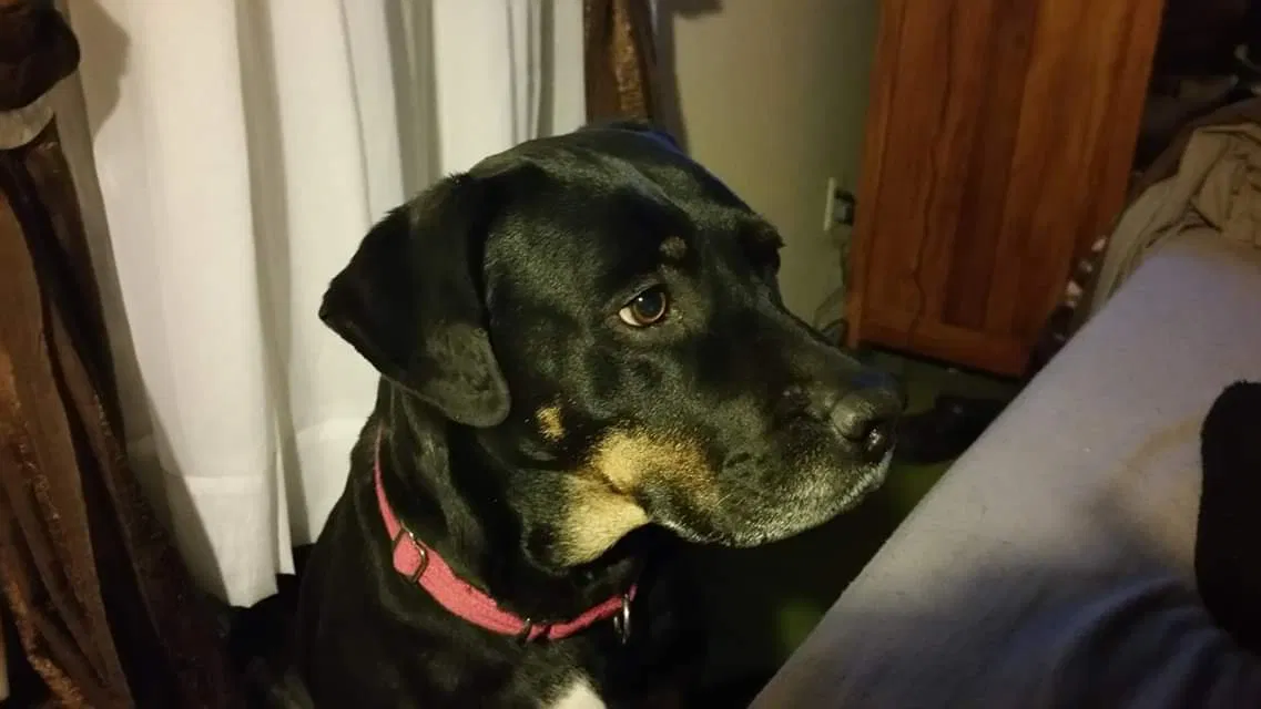 Lost dog in Cleveland, OH, 44121