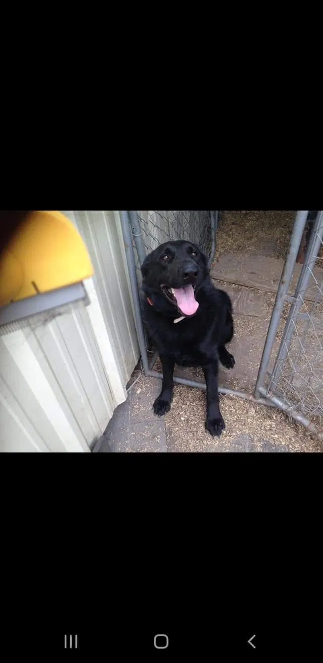 Lost dog in Victoria, TX, 77905