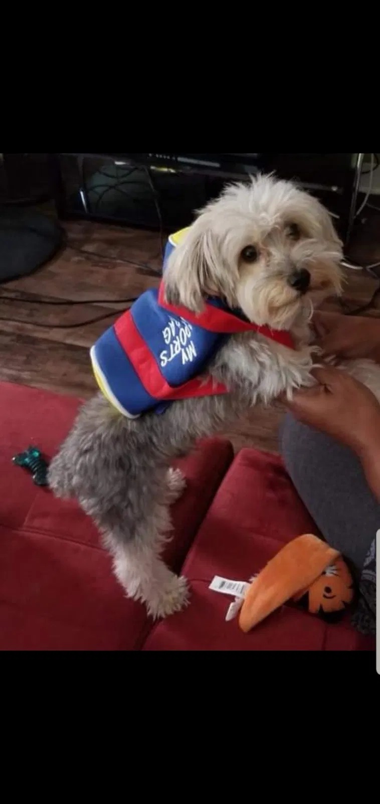 Lost dog in Baltimore, MD, 21218
