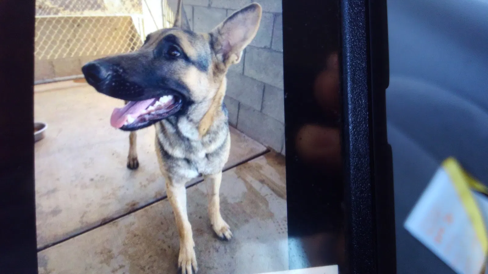 Lost dog in Somerton, AZ, 85350