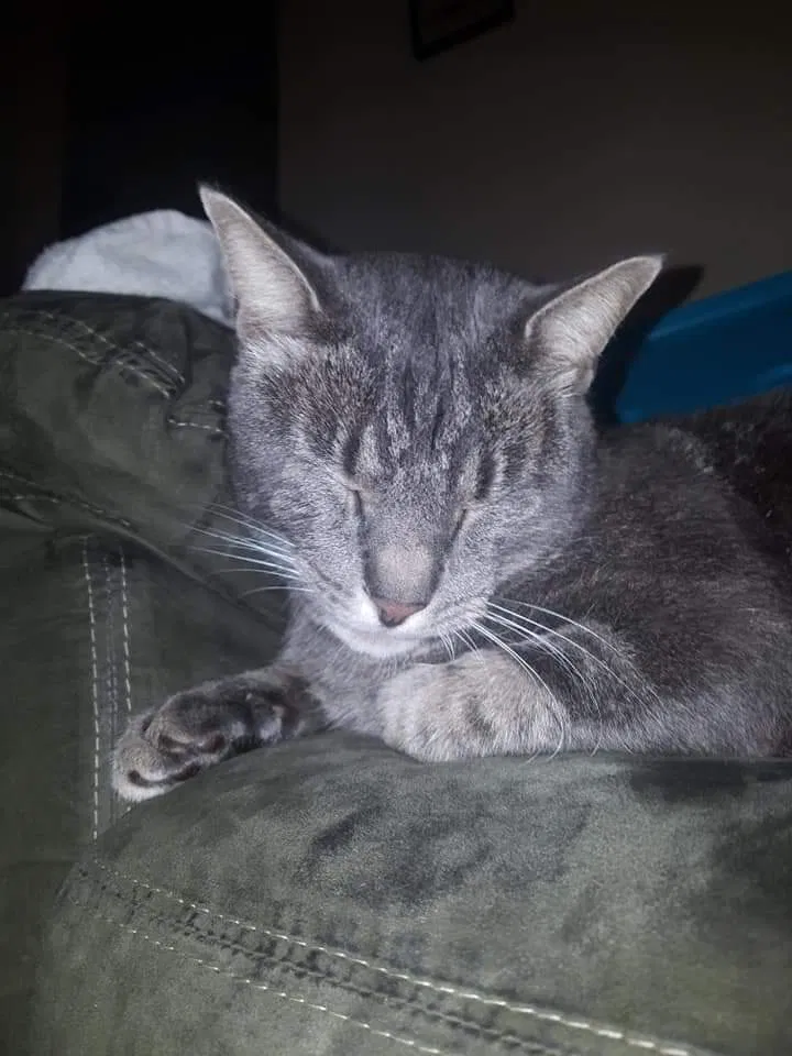 Lost cat in Columbus, OH, 43207
